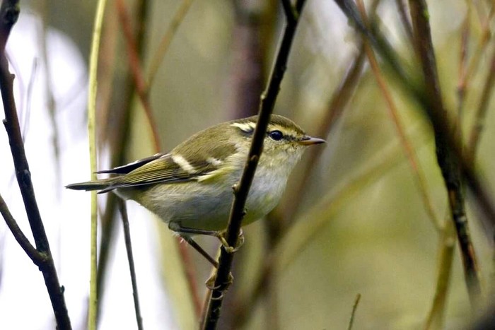 Yellow-browed Warbler