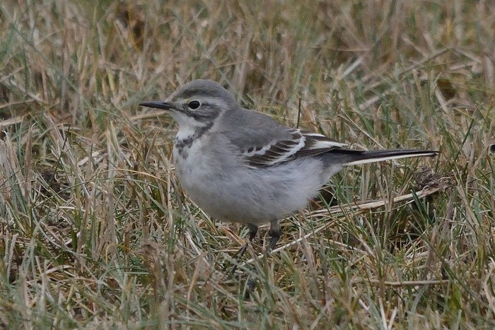 Citrine Wagtail