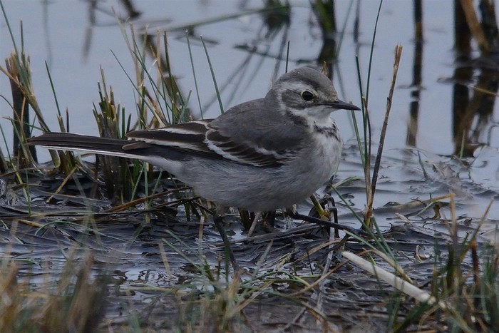 Citrine Wagtail