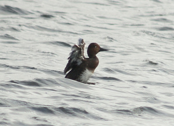 Ferruginous Duck