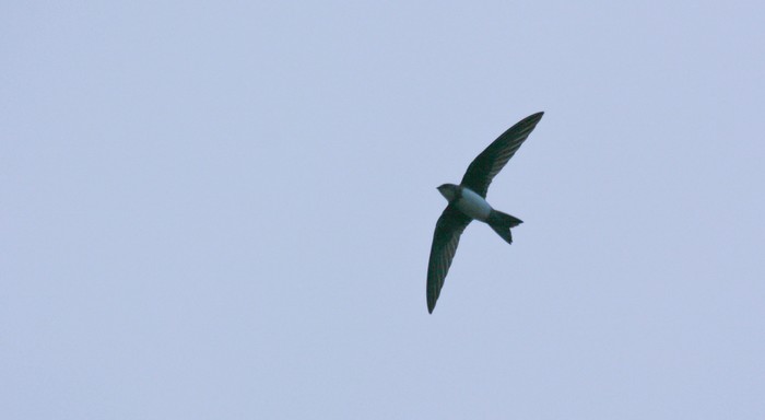 Alpine Swift
