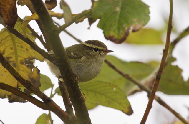 Yellow-browed Warbler