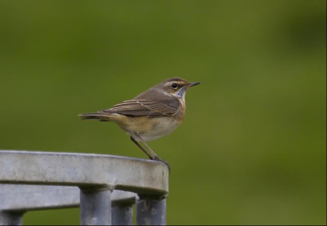Bluethroat