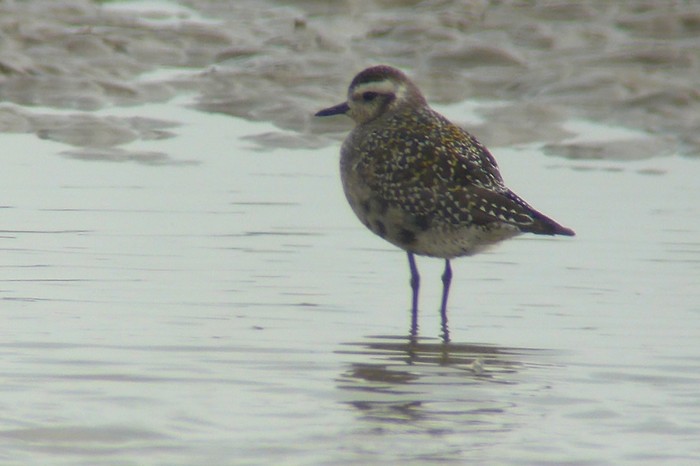 American Golden Plover