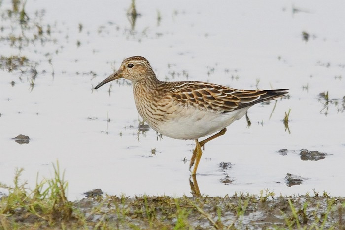 Pectoral Sandpiper