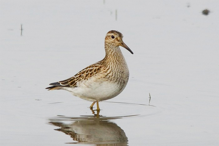 Pectoral Sandpiper