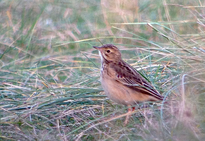 Blyth's Pipit