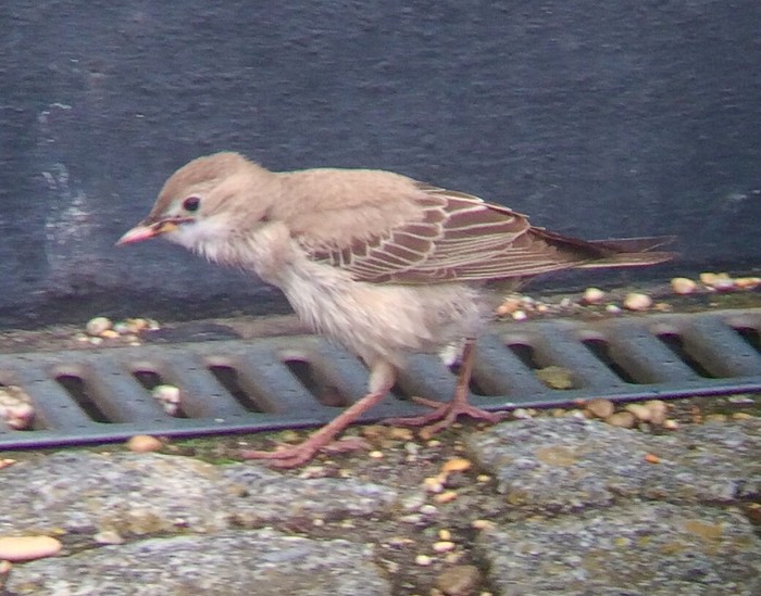 Rose-coloured Starling