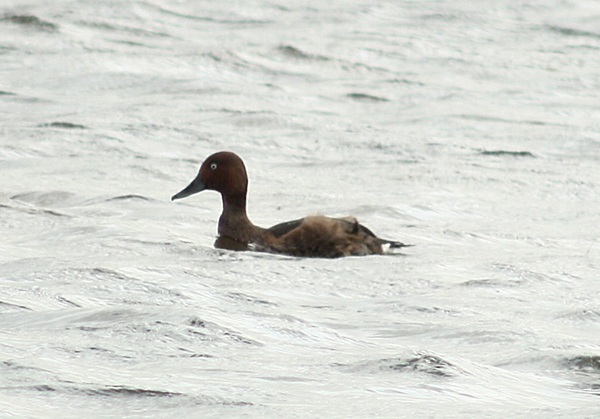 Ferruginous Duck