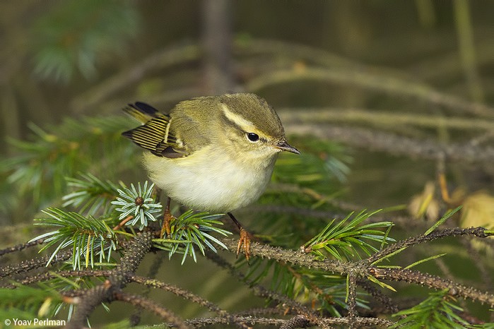 Yellow-browed Warbler
