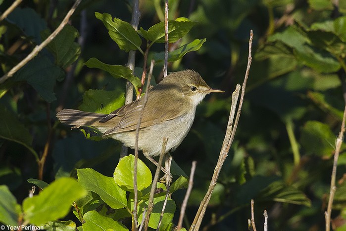 Blyth's Reed Warbler
