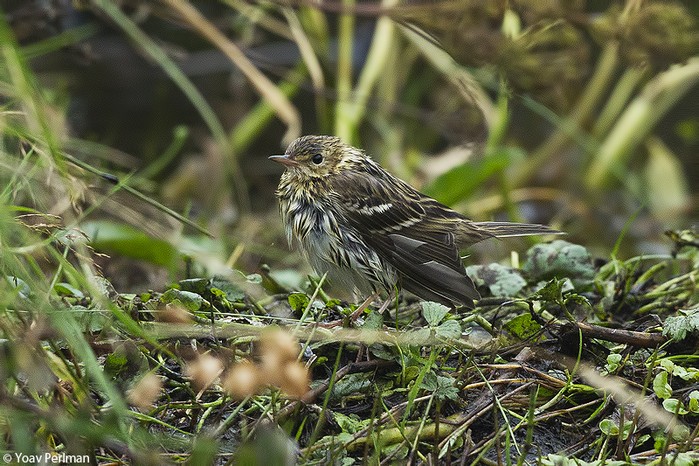 Pechora Pipit