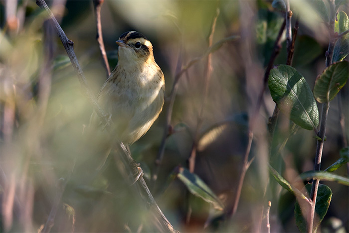 Aquatic Warbler