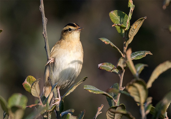 Aquatic Warbler