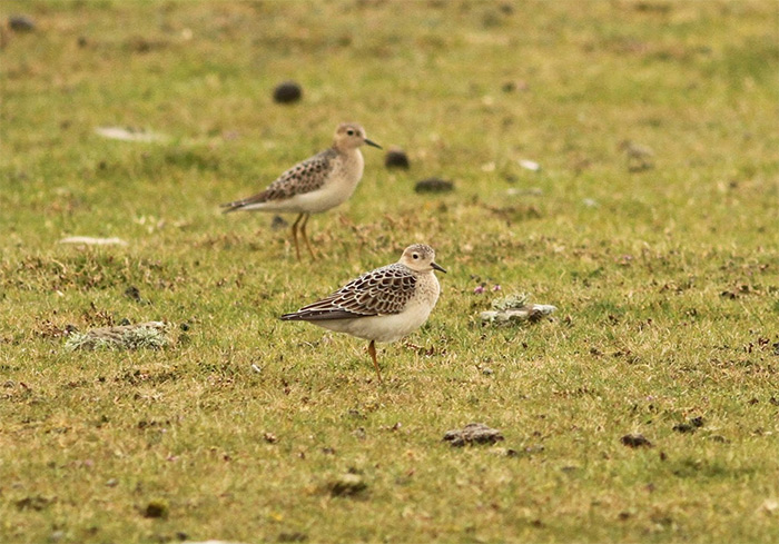 Buff-breasted Sandpiper