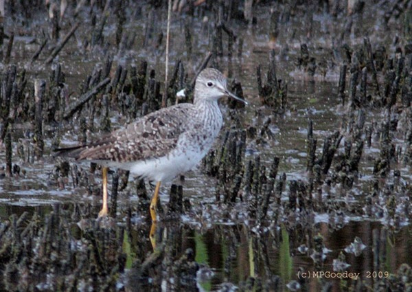 Lesser Yellowlegs