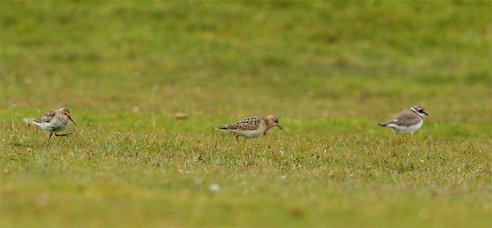 Buff-breasted Sandpiper