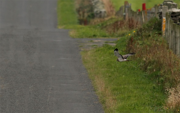 Northern Harrier