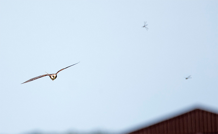 Red-footed Falcon