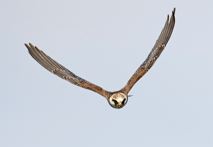 Red-footed Falcon