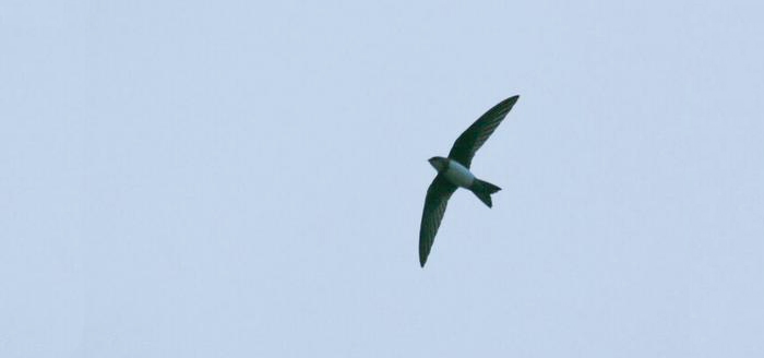 Alpine Swift