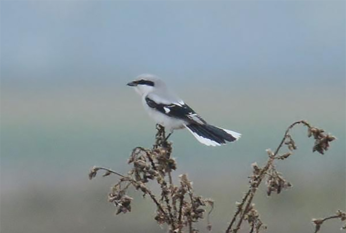 Great Grey Shrike