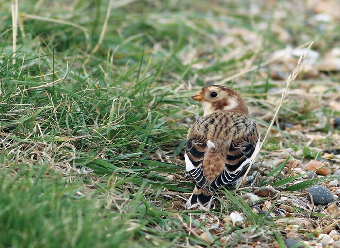 Snow Bunting