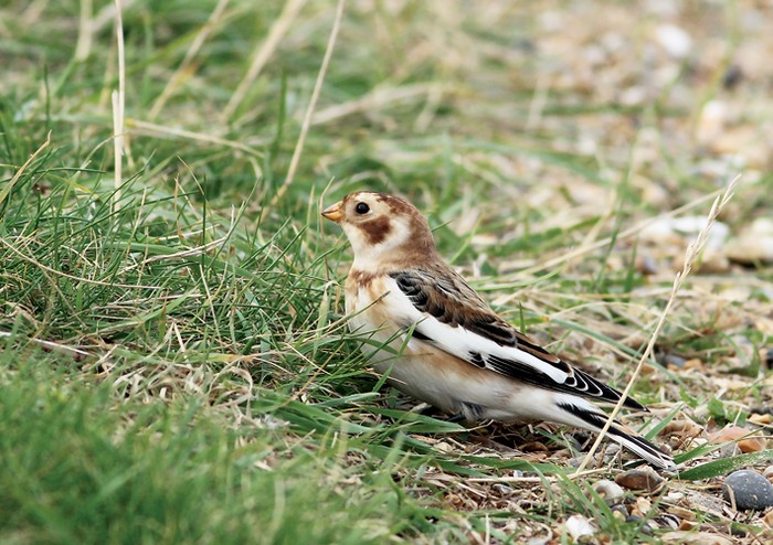 Snow Bunting