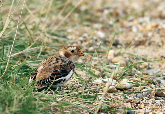 Snow Bunting