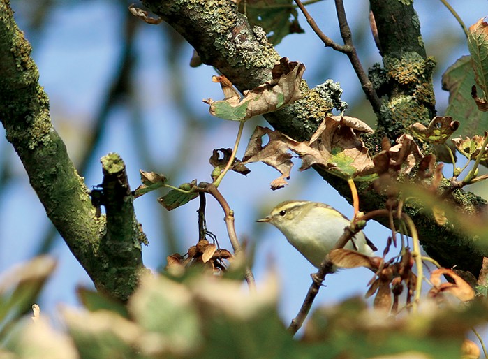 Yellow-browed Warbler