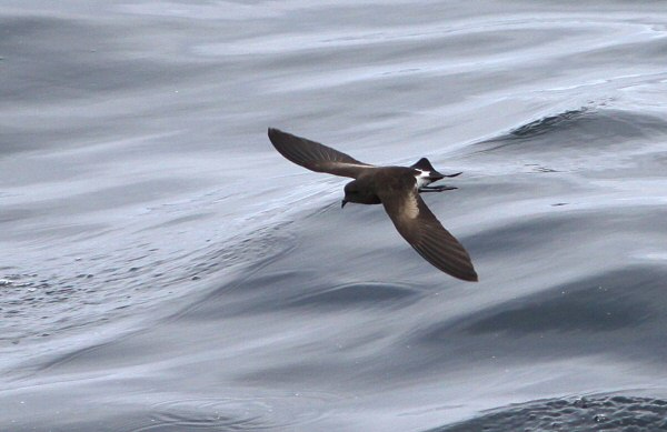 Wilson's Petrel