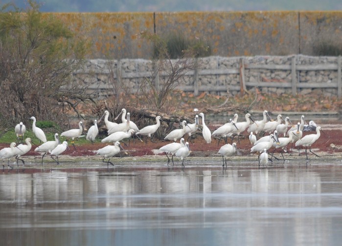 Spoonbill