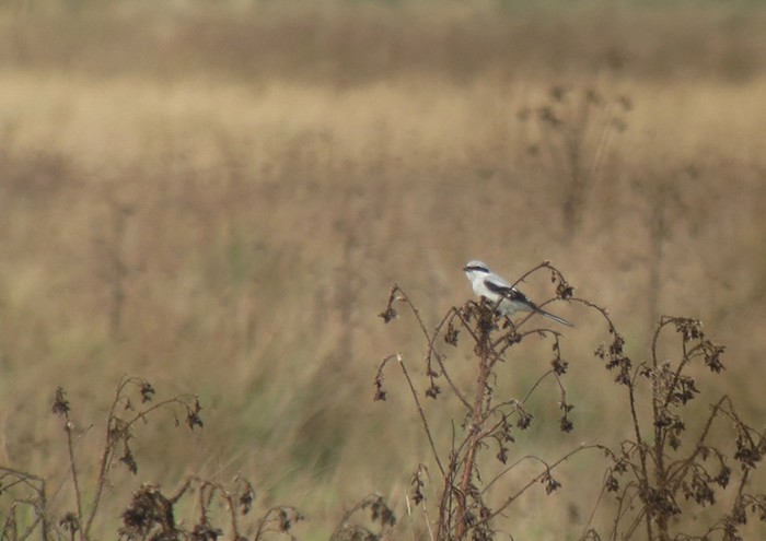 Great Grey Shrike