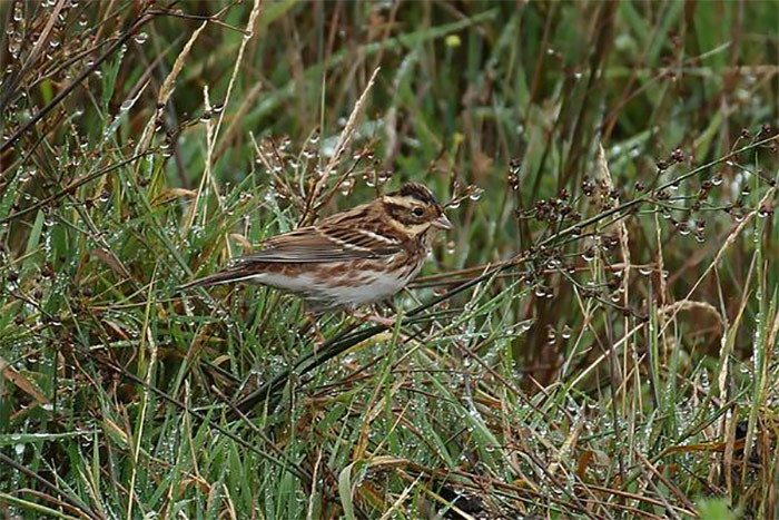 Rustic Bunting