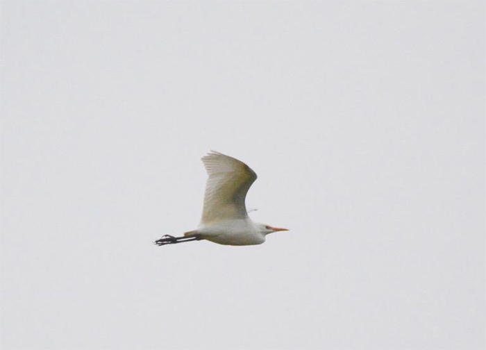 Cattle Egret