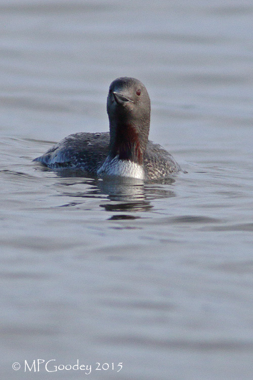 Red-throated Diver