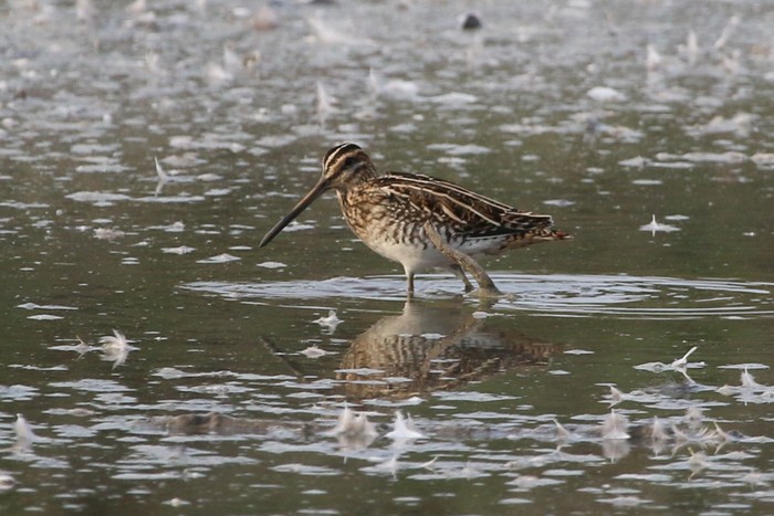 Snipe