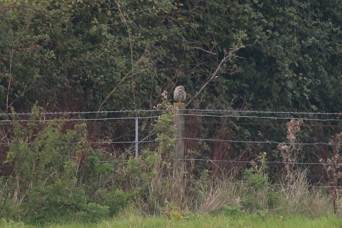 Little Owl