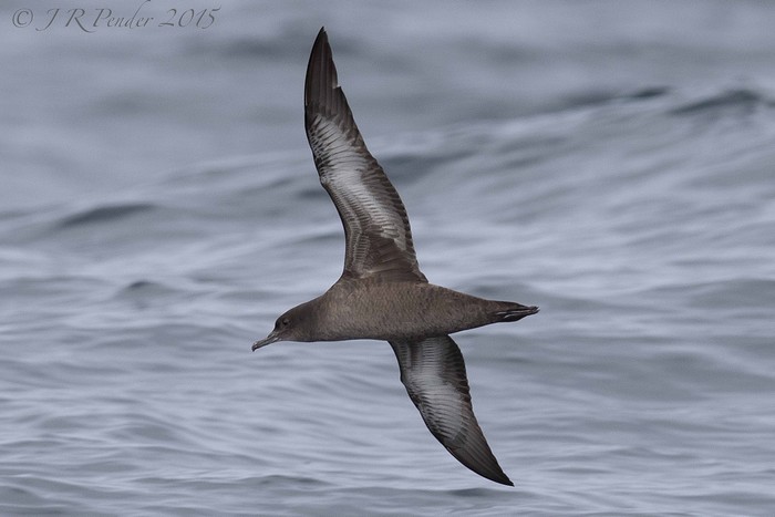 Sooty Shearwater