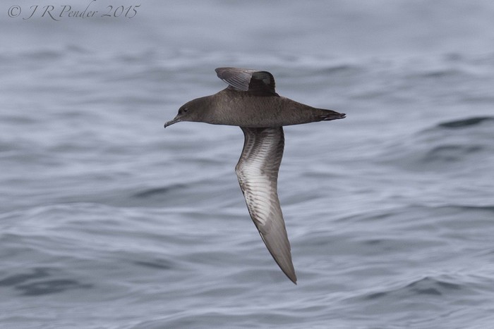 Sooty Shearwater