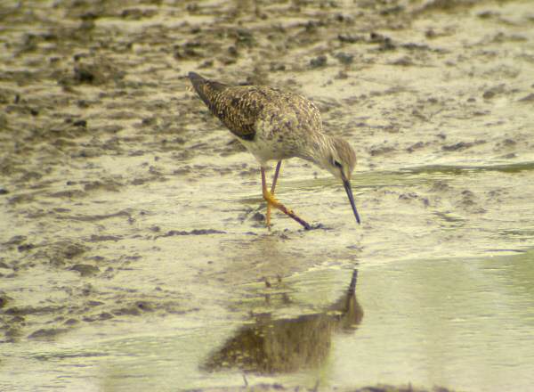 Lesser Yellowlegs