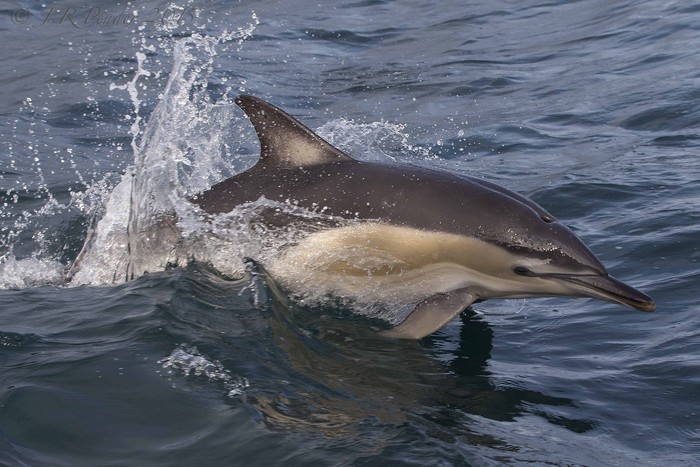 Common Dolphin