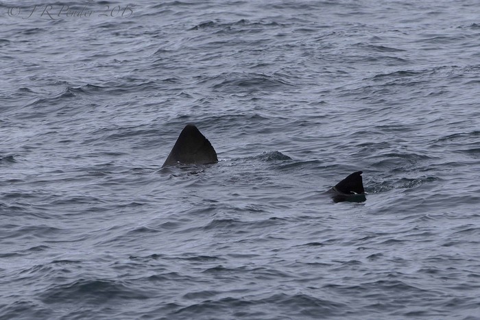 Basking Shark
