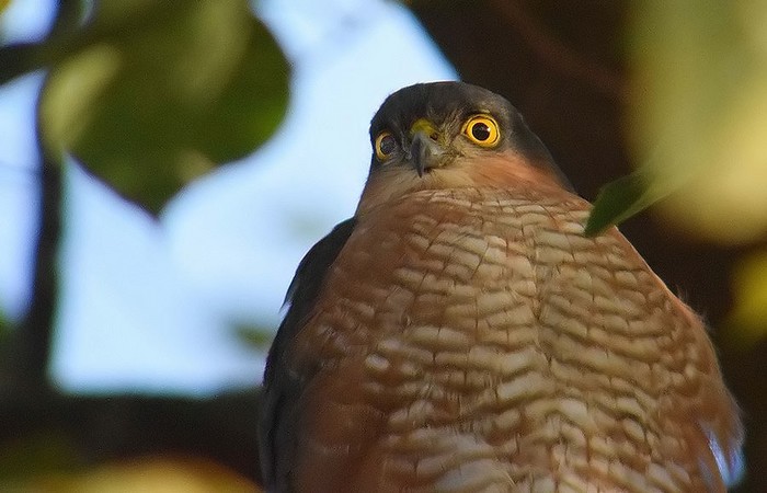 Sparrowhawk