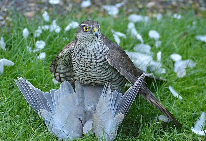 Sparrowhawk