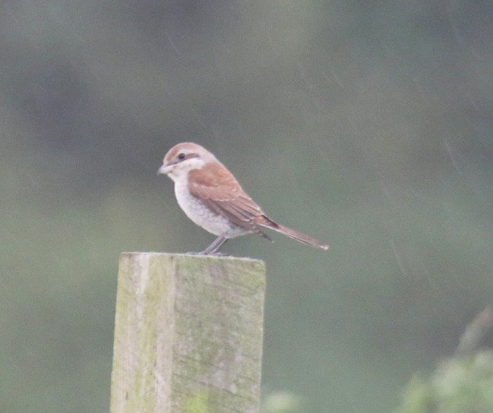 Red-backed Shrike