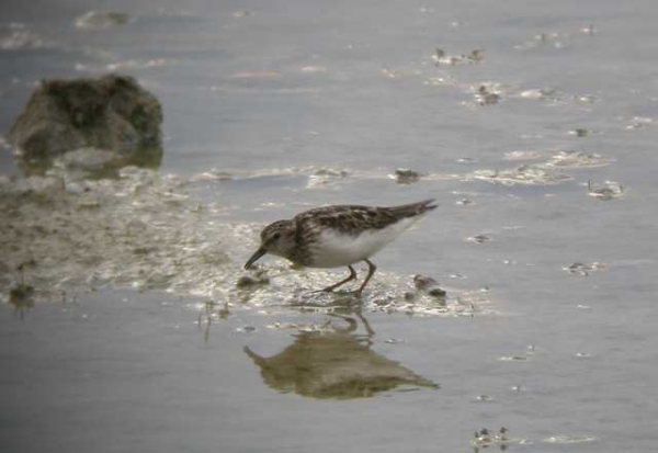 Least Sandpiper