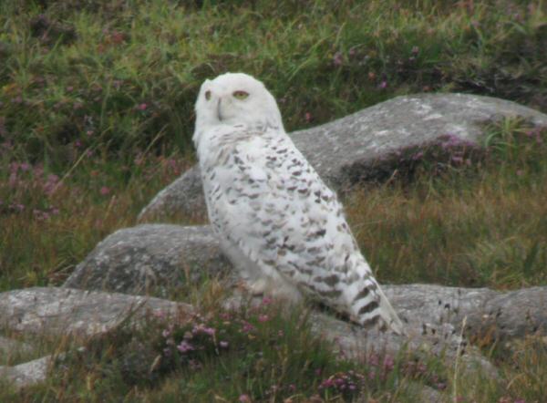Snowy Owl