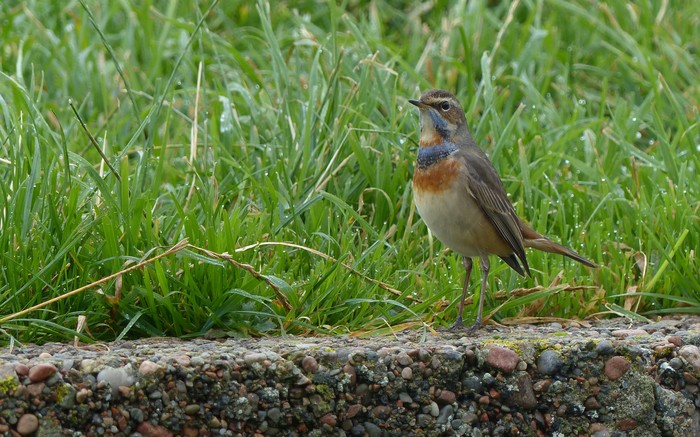 White-spotted Bluethroat