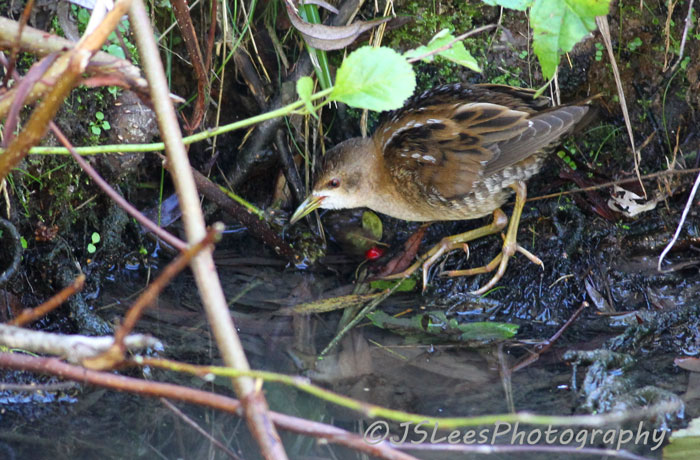 Little Crake